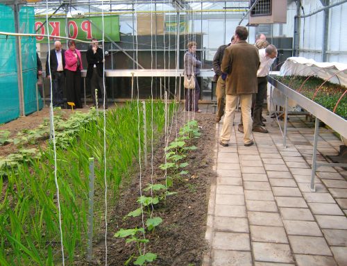 Nieuwe box groene PSO